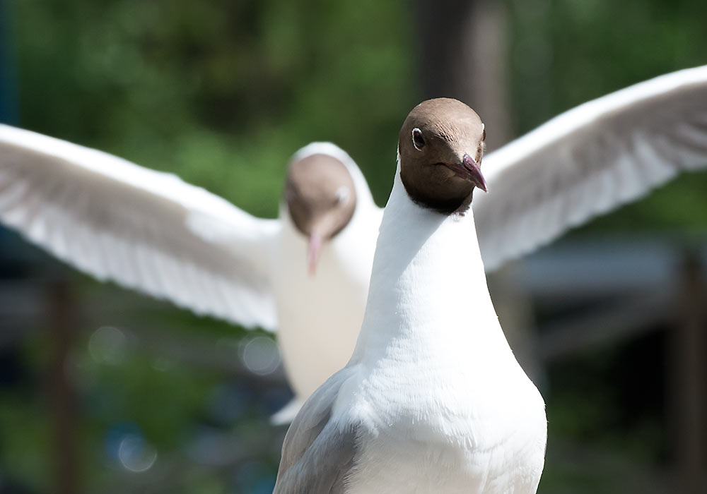 Hettemåker på Tusenfryd.