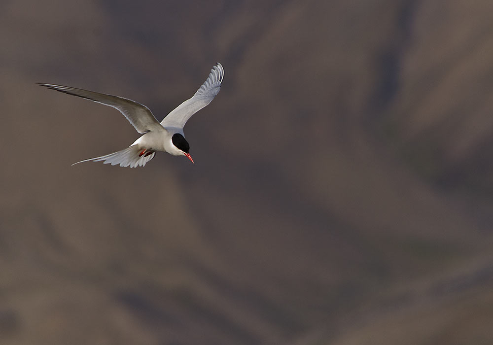 rødnebbterne svalbard