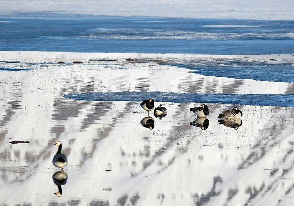 Hvitkinngjess på Svalbard