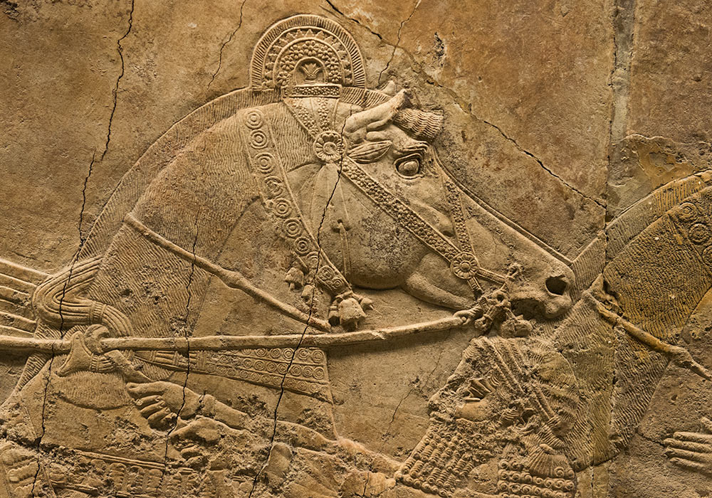 de assyriske løvejaktrelieffene i British Museum