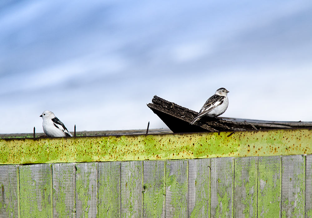 Snøspurv i Barentsburg på Svalbard