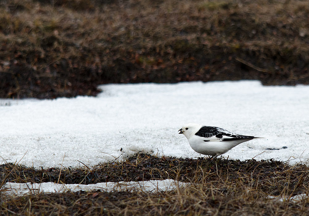 Snøspurv i Adventdalen (Svalbard)