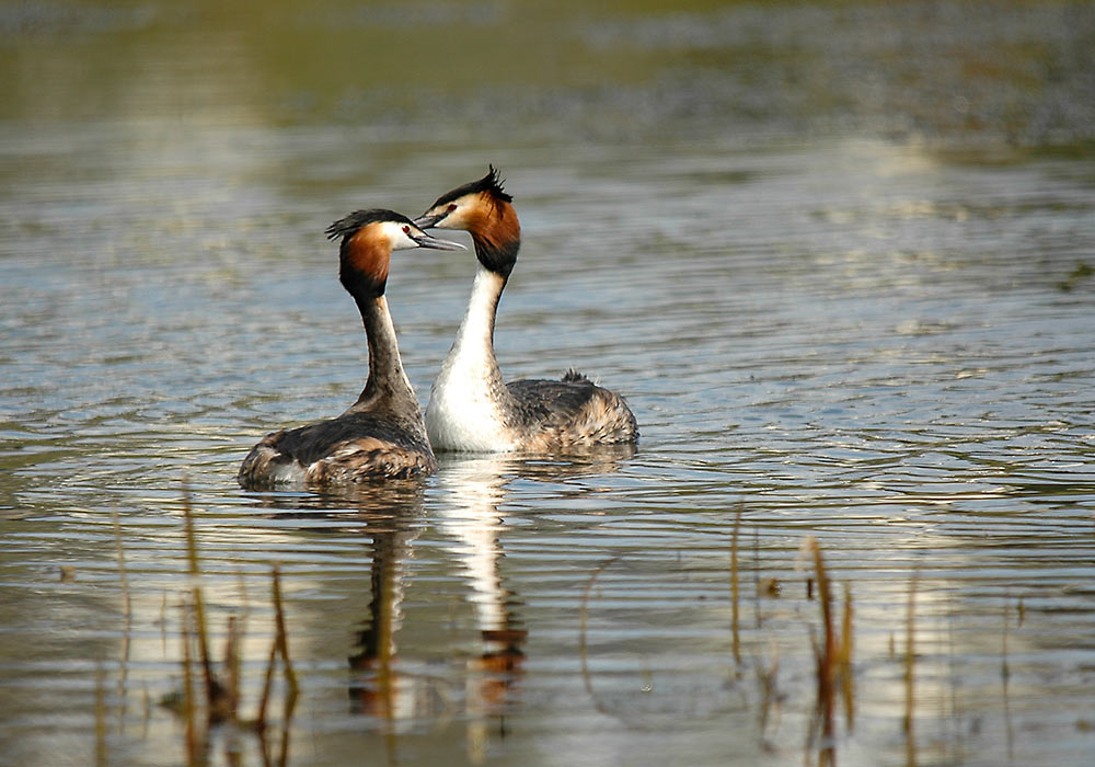 toppdykker, kurtisering