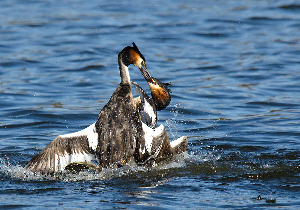 toppdykker på Østensjøvannet