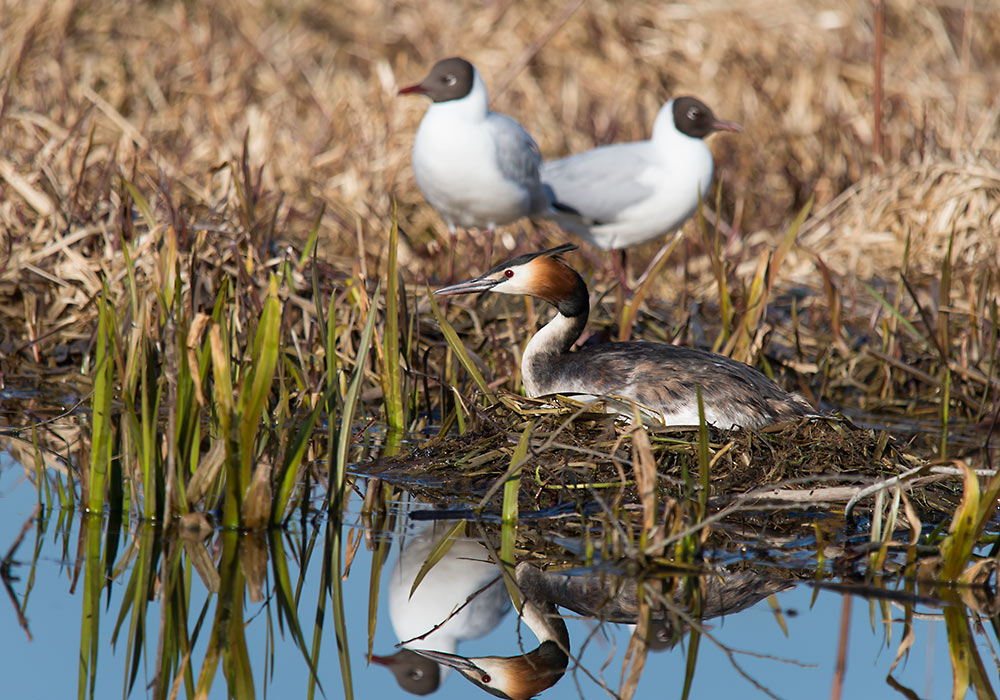 1000x700-Toppdykker-20140421-ostensjo_4429