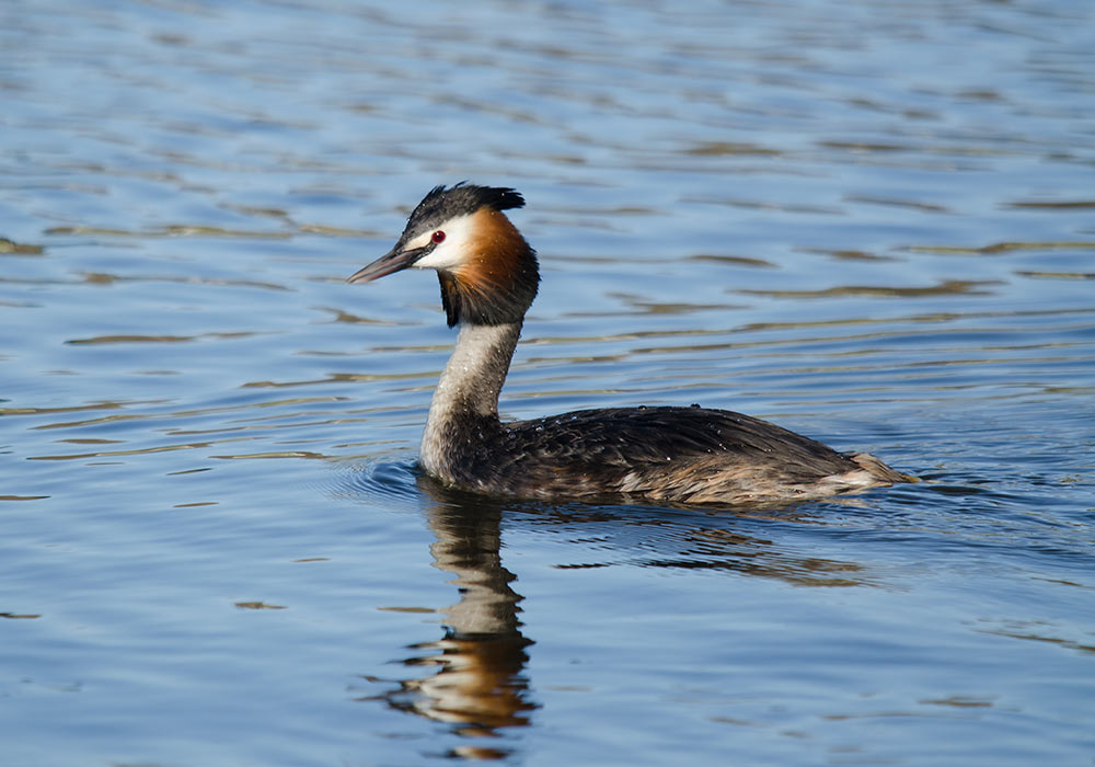 1000x700-Toppdykker-Toppdykker-Skramstad-20120428_0393