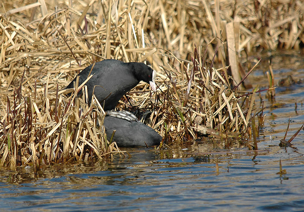 Sothøner (Fulica atra)