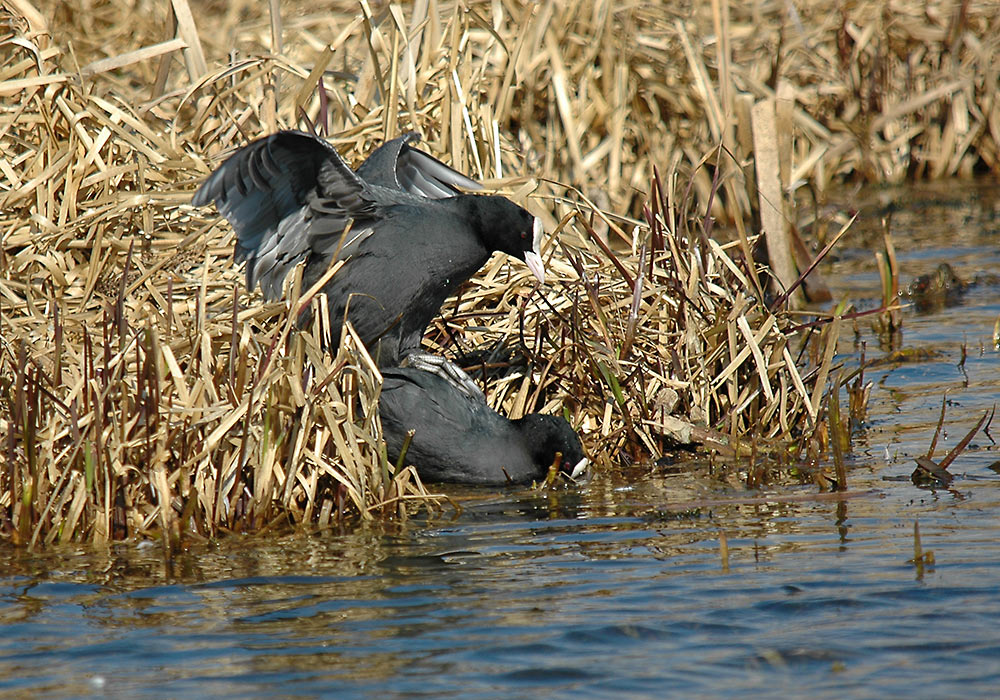 Sothøne (Fulica atra)