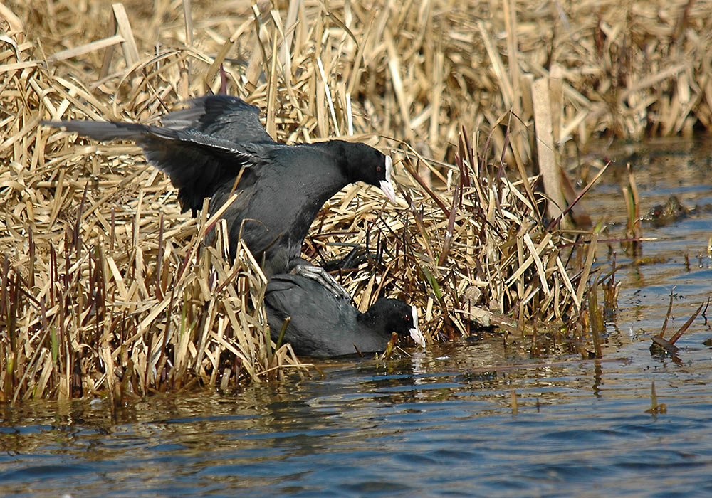 Sothøne (Fulica atra)