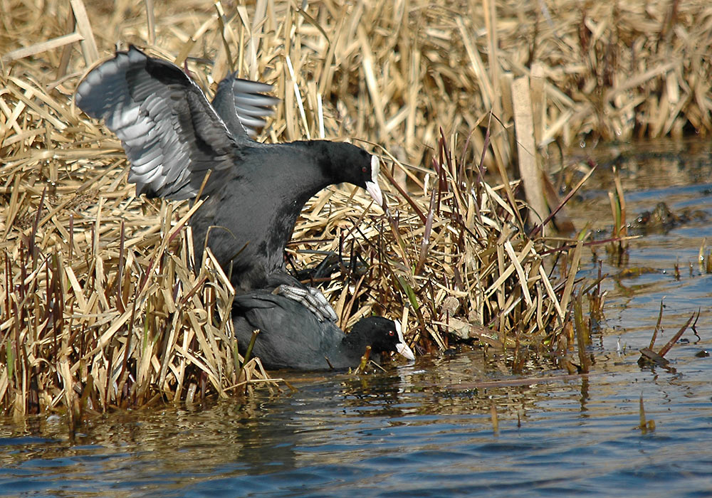 Sothøne (Fulica atra)