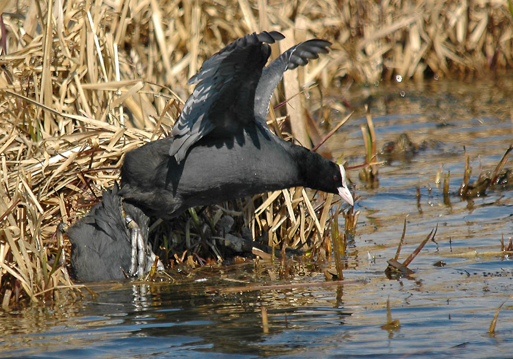 Sothøne (Fulica atra)