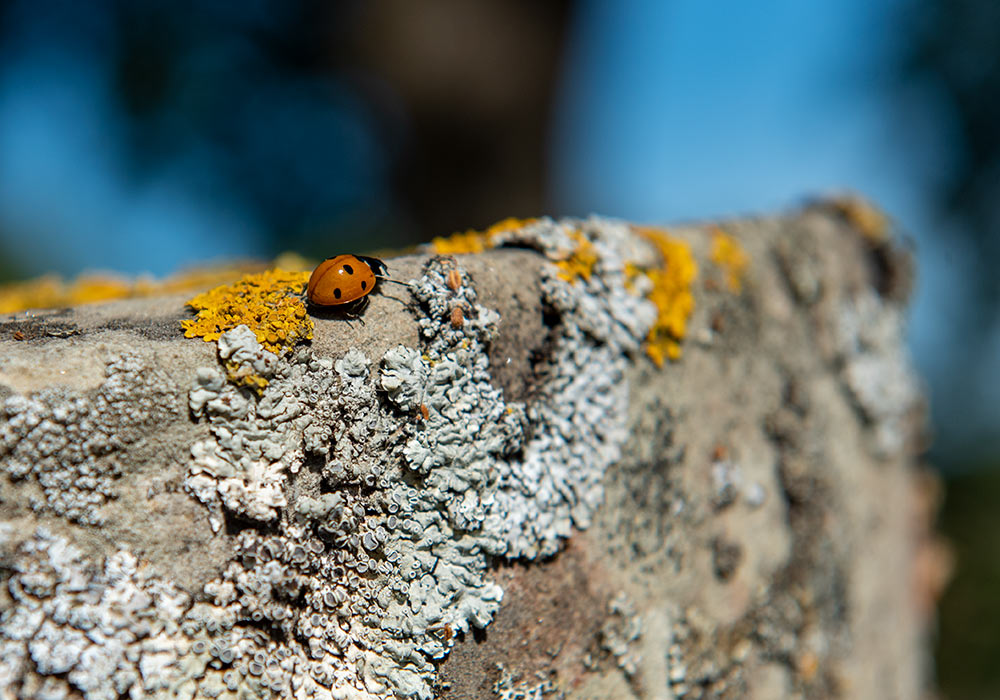 maria-fly-fly eller marihøne