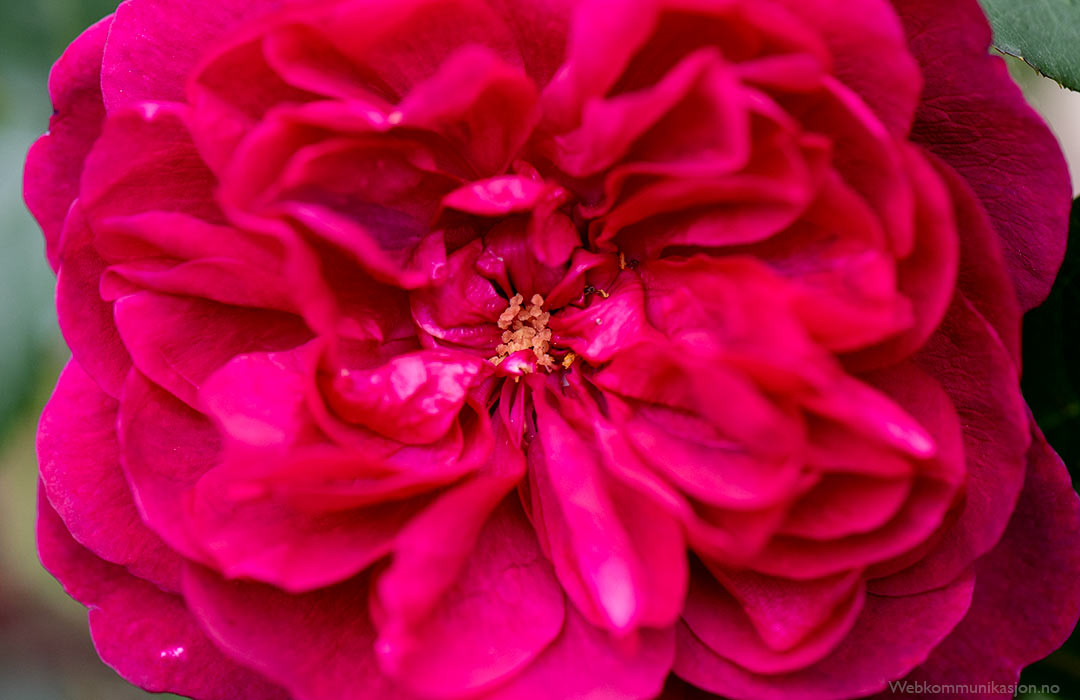 rose (Darcey Bussell)