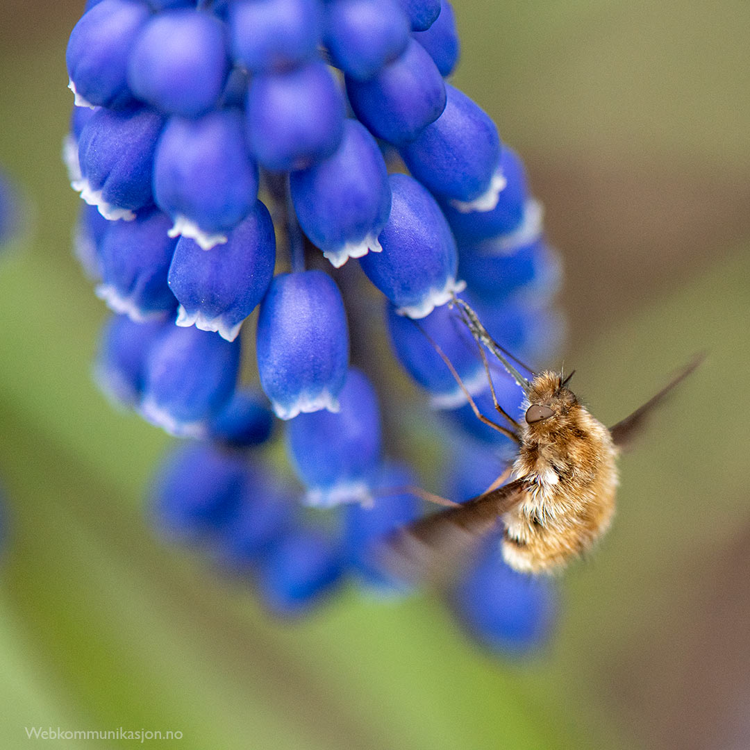 Humleflue på perleblomst