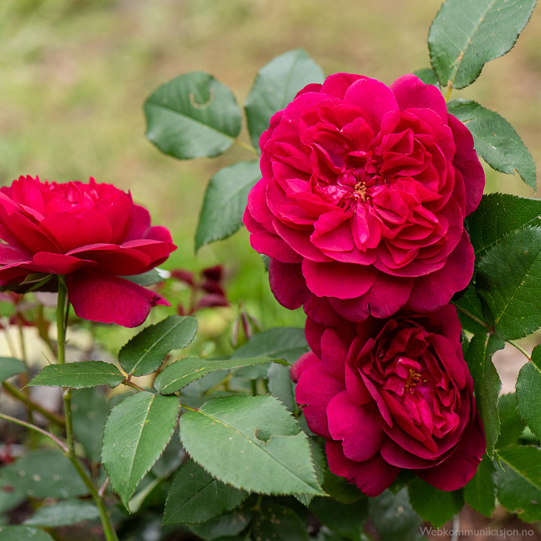 rose (Darcey Bussell)
