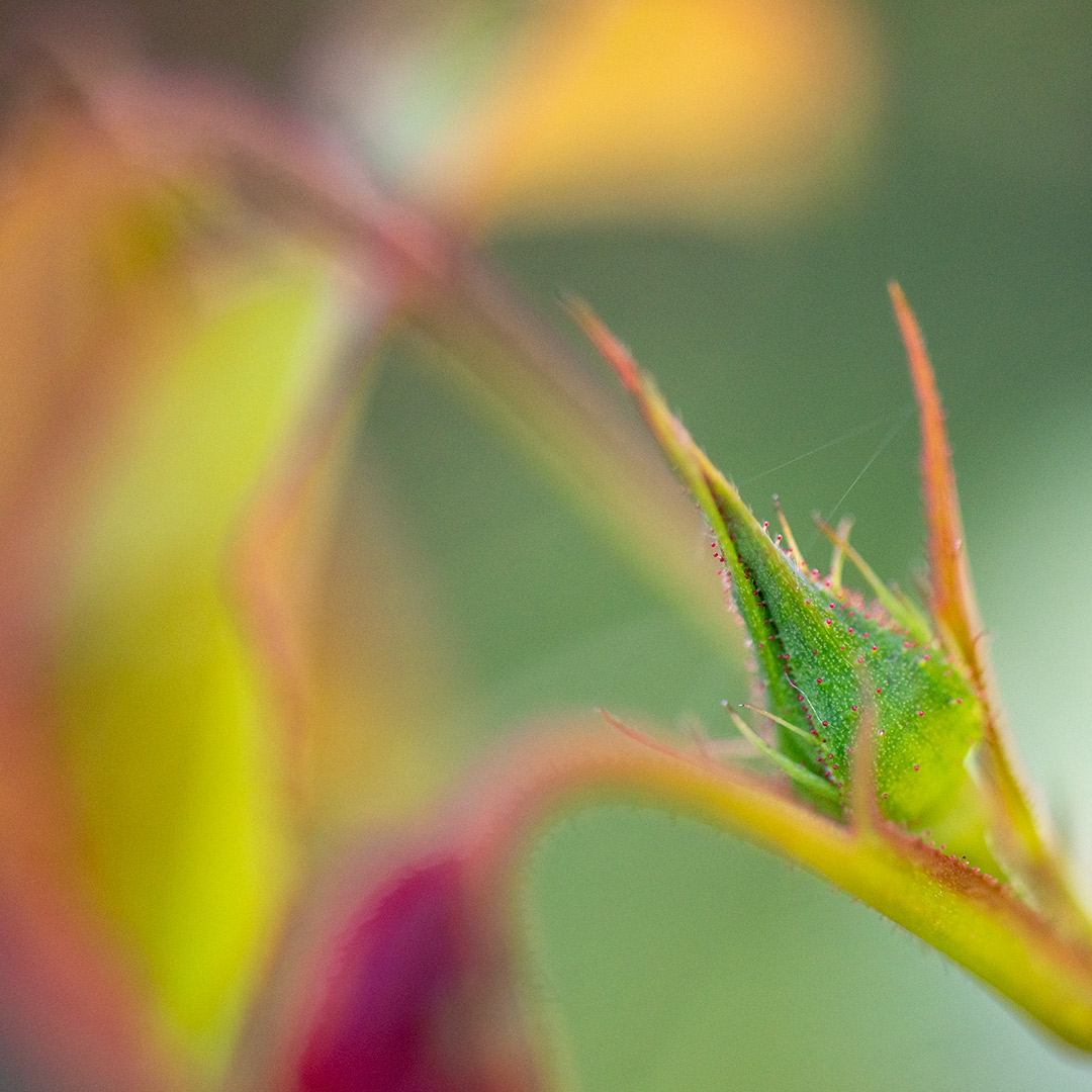 Roseknopp på Darceu Bussel-rose