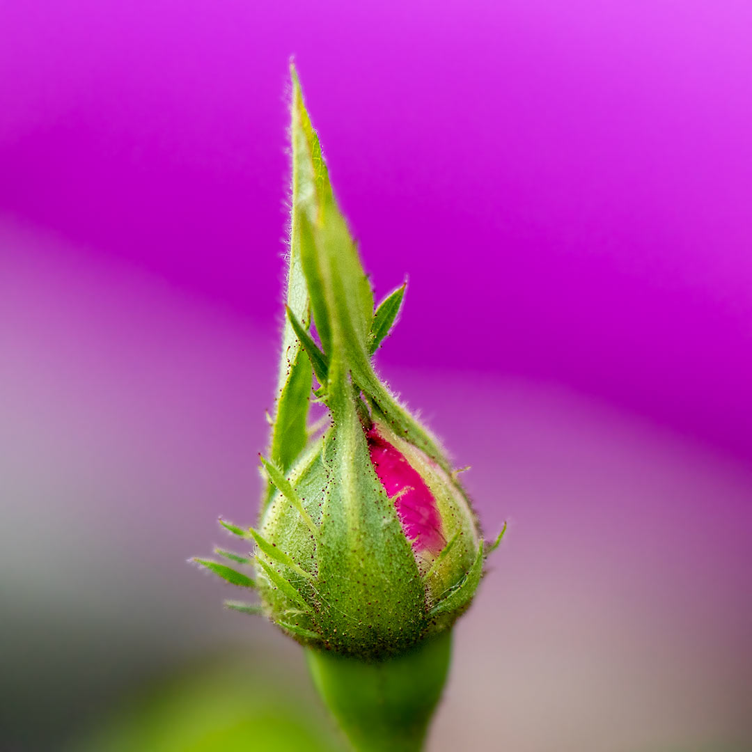 Roseknopp på en Rose de Rescht