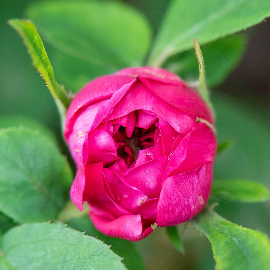 rosenknopp av en Rose de Rescht