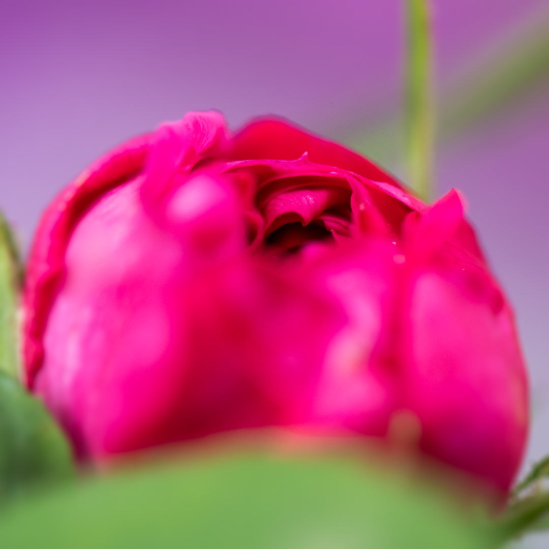 Rosenknopp på en Rose de Rescht