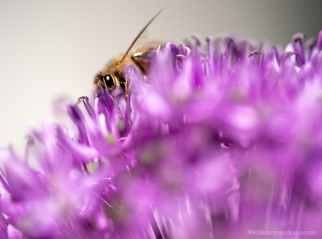 bie på allium