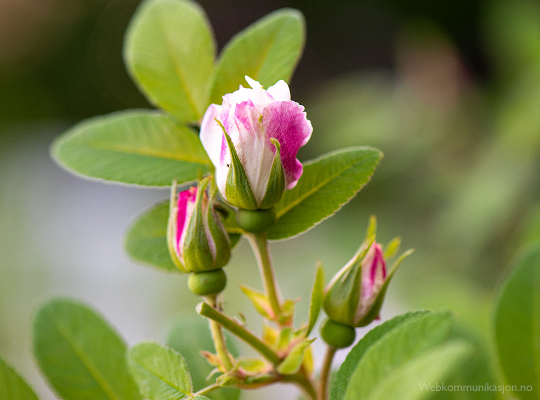 rose (Louise Bugnet)