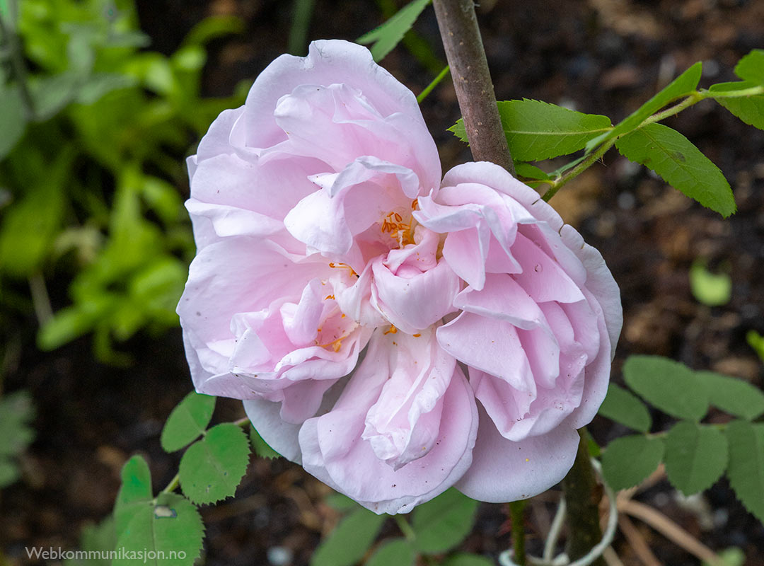rosen Stanwell Perpetual