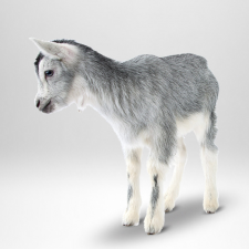 listebilde_geit_1080x1080