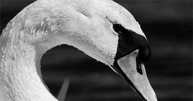 svane / fuglefotografering