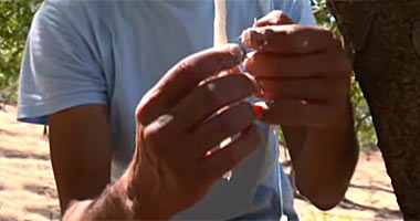 Utvinning av manna på Sicilia