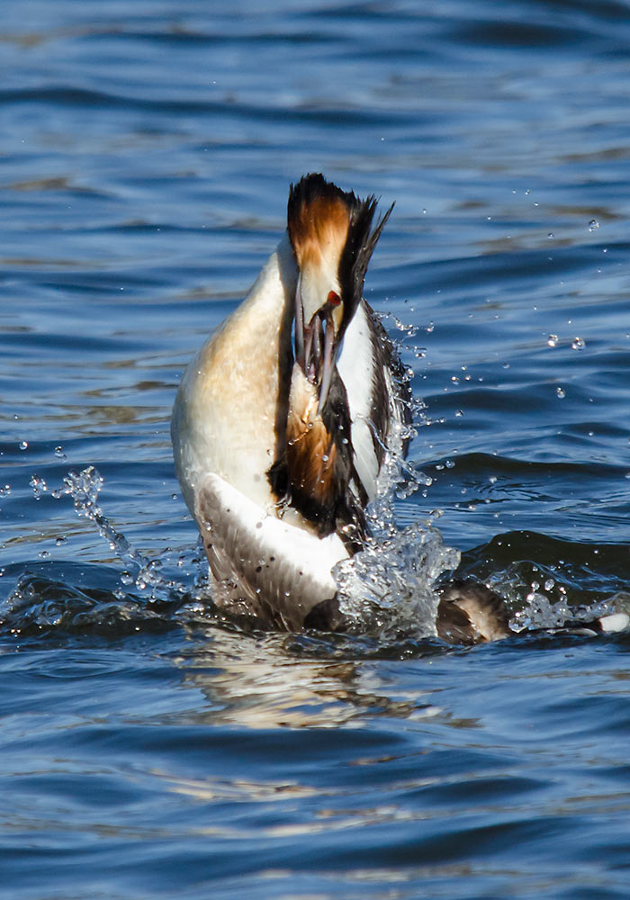toppdykkere (Podiceps cristatus)