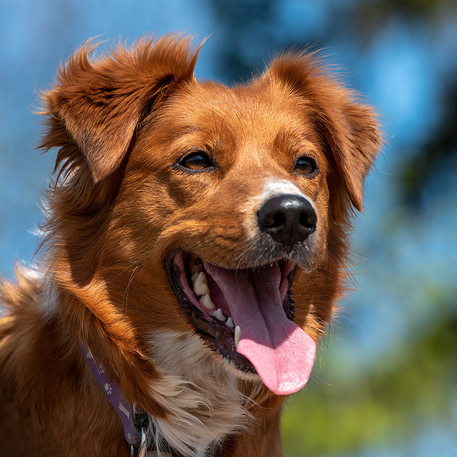 Mia, en bordertoller. (Foto: Per-Erik Skramstad)