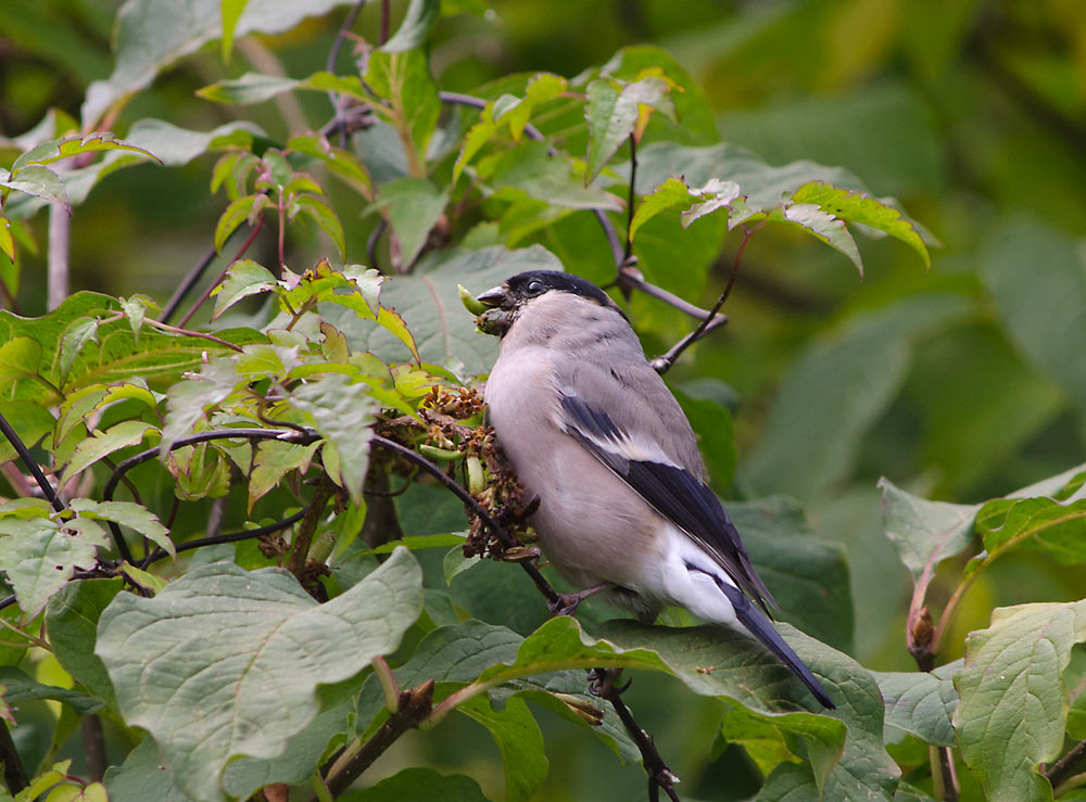 Fugler-Dompap-Hunn-20120923_0006