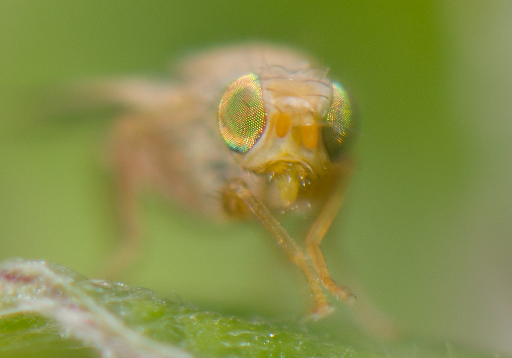 insekt makrofotografering dybdeskarphet